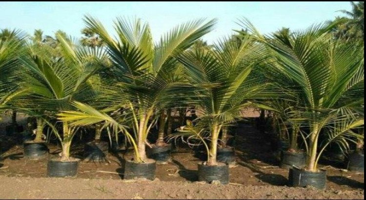 Healthy Coconut Plant Saplings for Plantation