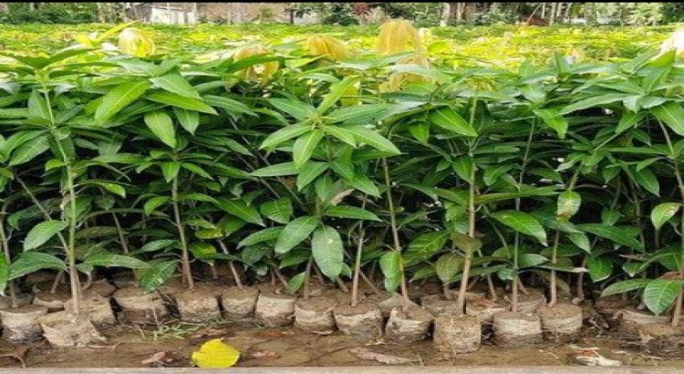 Healthy Mango Plant Saplings for Farming