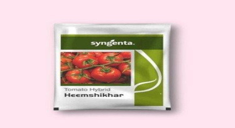 Hybrid Tomato Seeds for Vegetable Farming