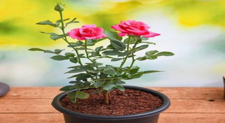 Healthy Rose Plant Saplings for Gardening